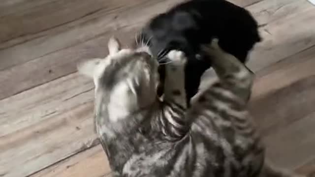 FUNNY CAT VS DOG FUNNY ANIMALS VIDEO