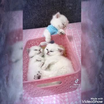 قطط جميلة انضر ماذا حدث