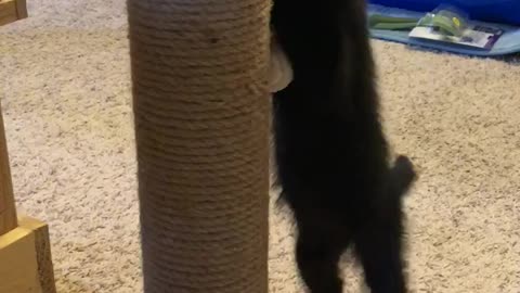 New addition to my family, Part 2