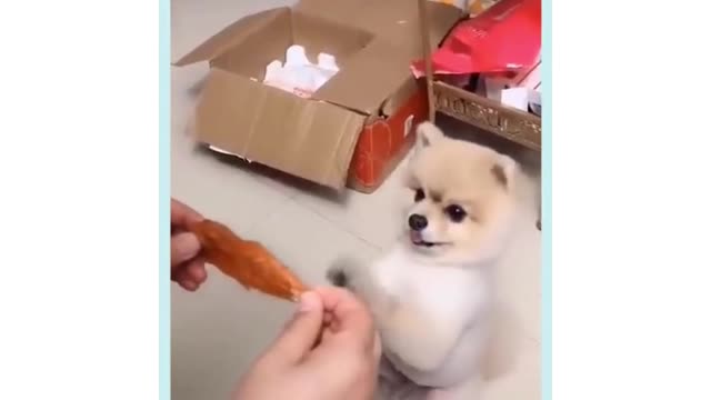 #short #Cats #Dogs #Pets #Animals.. Funny PETS Videos! TRY NOT TO LAUGH.