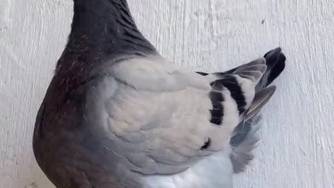 biggest_pigeon