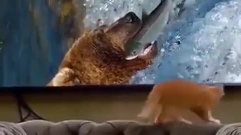 Dogfunny