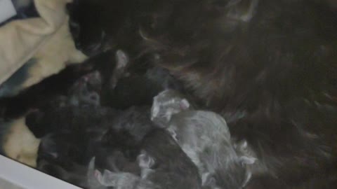 Mom, dad and their babies.