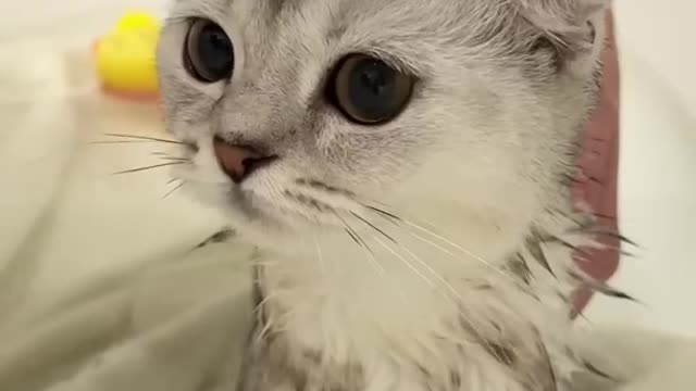 Kisa takes a bath for the first time