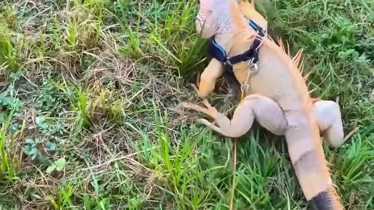 Rescue an iguana lying motionless