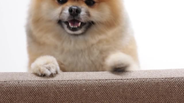 dog taking a quick paw swipe on the owner's new sofa