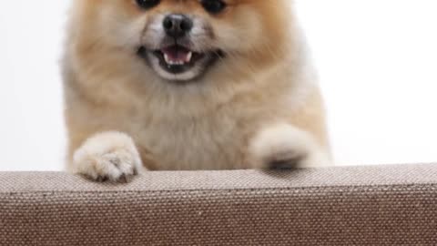 dog taking a quick paw swipe on the owner's new sofa