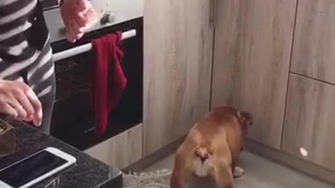 Brown bulldog runs into kitchen cupboards trying to catch light