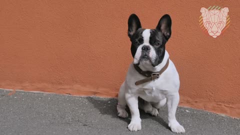 cute dog videos