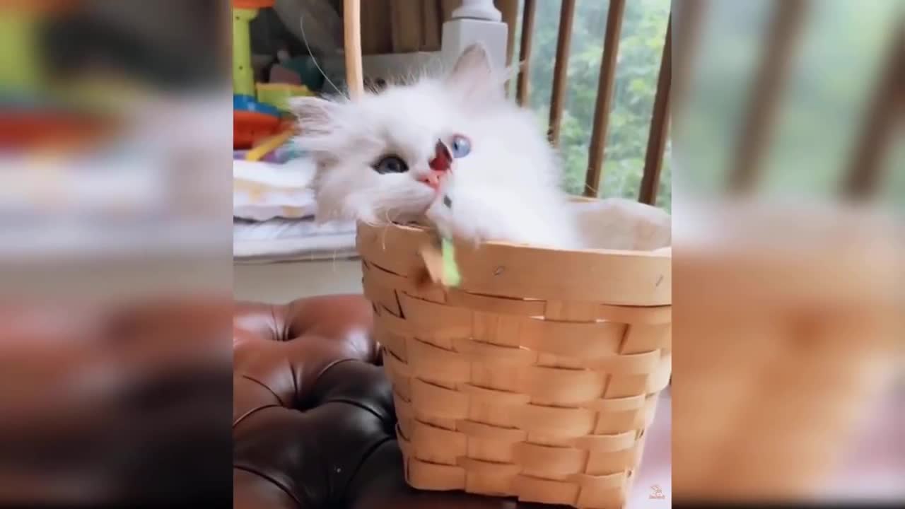 Baby Cats - Cute and Funny Baby Cat Videos Compilation