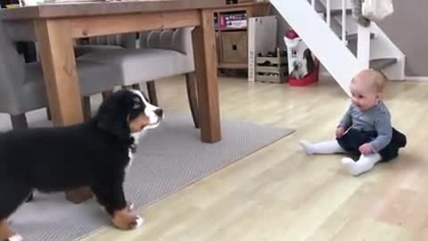 FIRST MEETING BABY vs BERNESE MOUNTAIN DOG PUPPY 15M views · 4 years ago