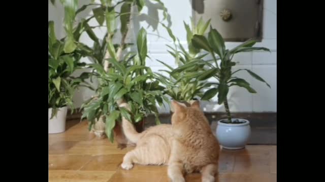 Funny cat playing in the floor
