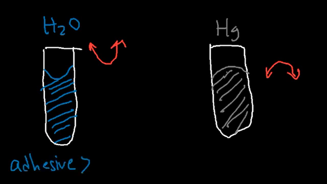 Cohesive and Adhesive Forces of Water