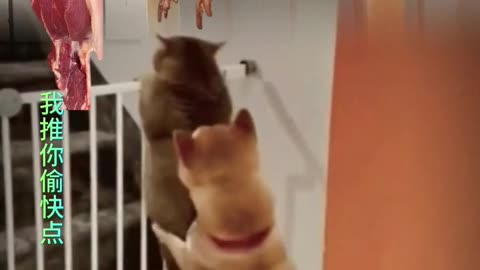 Funny cats and dogs 😂😂😂