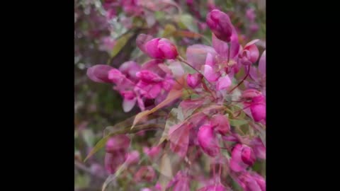 Flower in garden