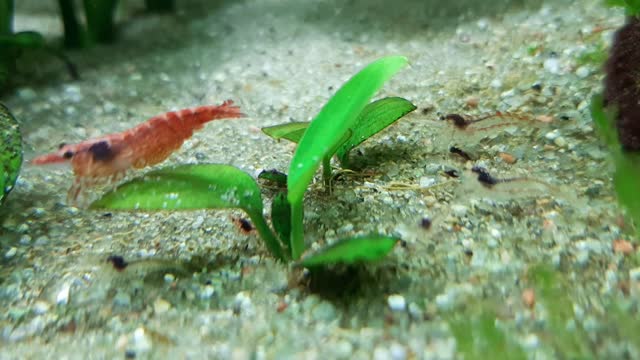 Shrimp mom with her children