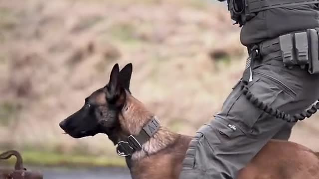 This Talented Dog has got amazing Military Training. Skillful indeed!