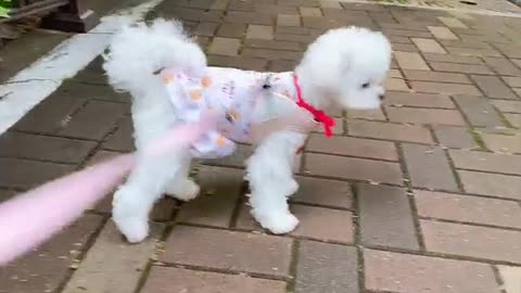 Puppy Jenny's so cute video (16)