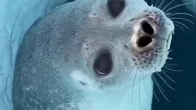 Little sea lion learns to swim for the first time, so cute