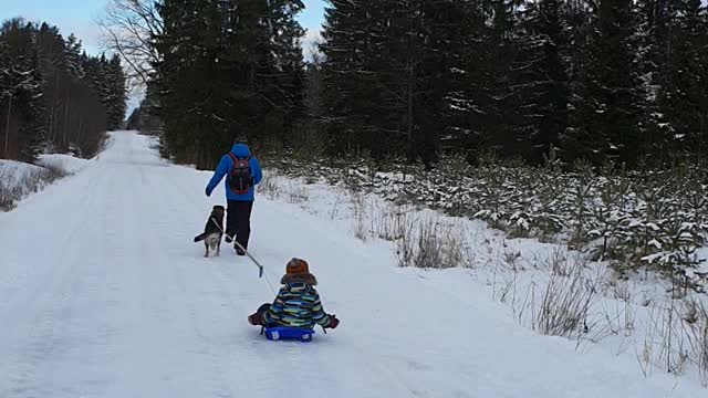 husky in the snow pulls a kid sled