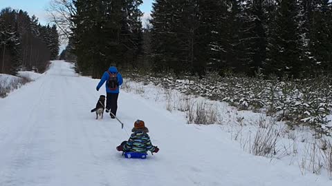 husky in the snow pulls a kid sled