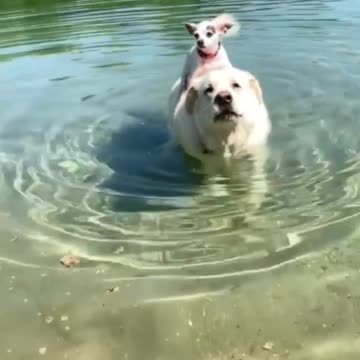 Riding on a dog😍🐶