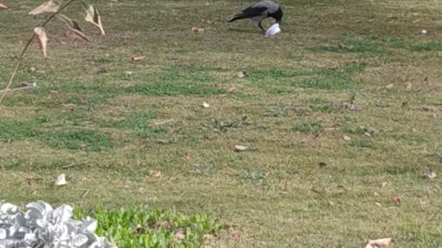 A crow plays with a cup of plastic