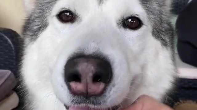 FUNNY HUSKY