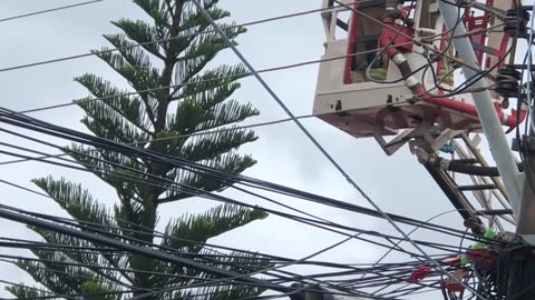 Firefighters Rescue A Cat Stuck in a Tall Tree