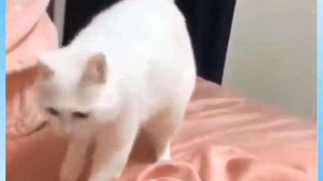 The dancing cat video.