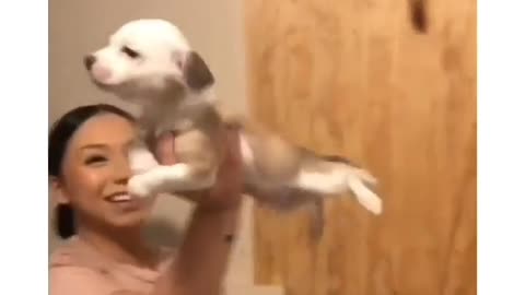 Cute Dog | Funny Dog video |