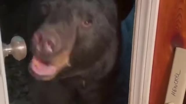 Bear Closes Front Door Carefully After Woman Encourages Them To Do So