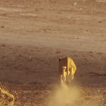 #Pack of #Lions #Hunting a #Giraffe #Intense #Chase