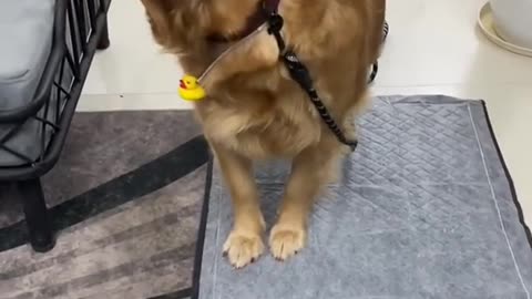 Cute Dog Wearing a Mask