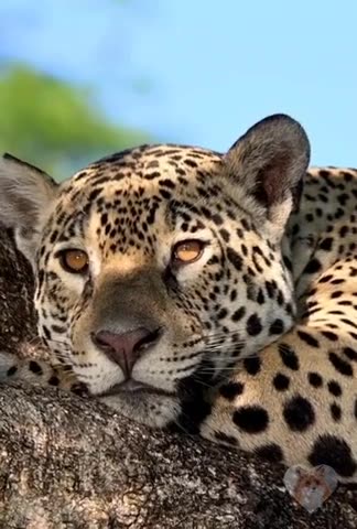 Leo the leopard contemplating 2024 possibilities