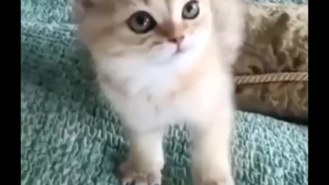 Amazing Funny Cats - Best cat videos