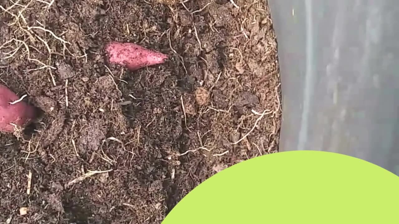 Sweet potato Harvest