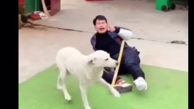 Dog funny video