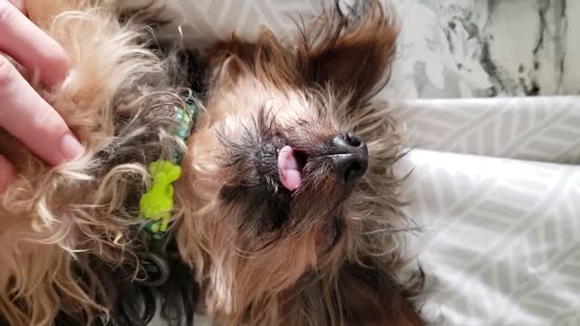 Tiny sleepy puppy gets belly rub