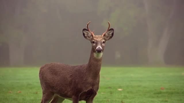 Big Brown Deer