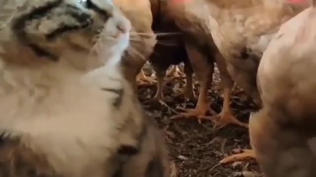 Cat slap a cock funny animals prank videos