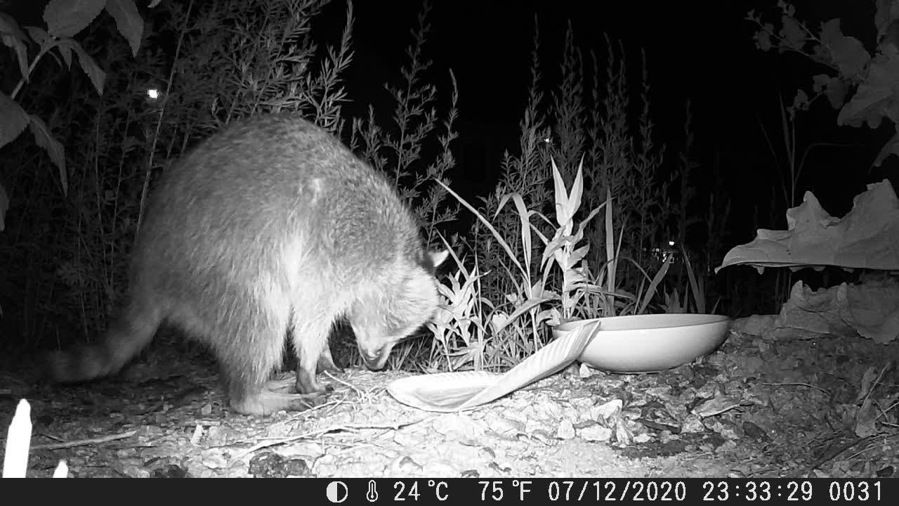 It's a Wrap: Raccoon Rolls His Food before Eating It