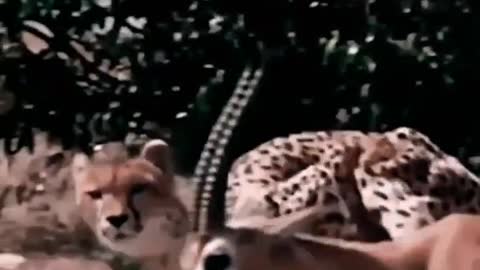 Animal attack video|