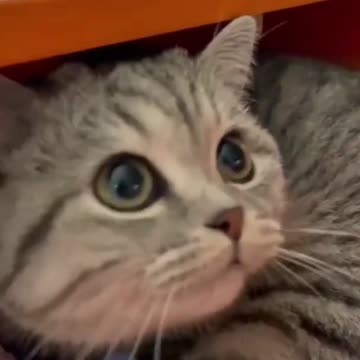 funny animals #shorts