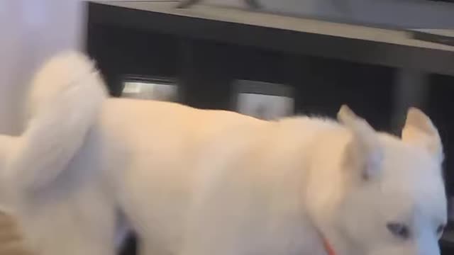 Dog
