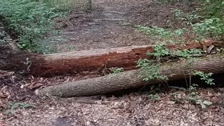 Taking a walk in the woods