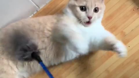 Funny cat makes hilarious sound