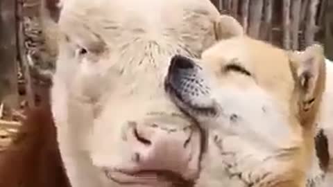 Beautiful dog&cow calmly and lovingly groom each other!