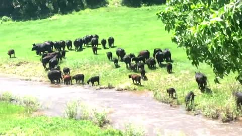 I Do not believe there was ever a life more attractive than life on cattle ranch...