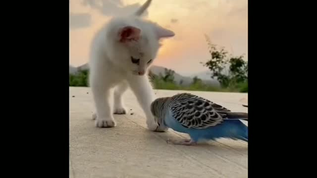 Cute cat- Funny cat video compilation-Cute baby cat